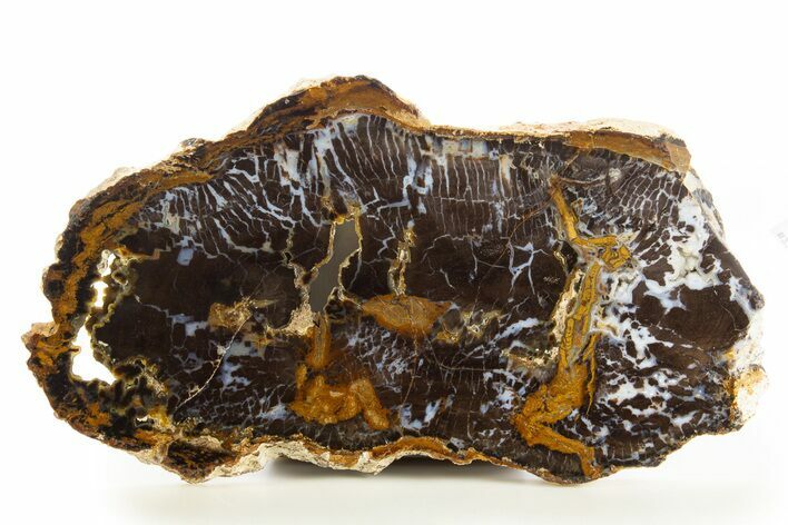 Polished Petrified Shrinkwood Slab - Parker, Colorado #334915